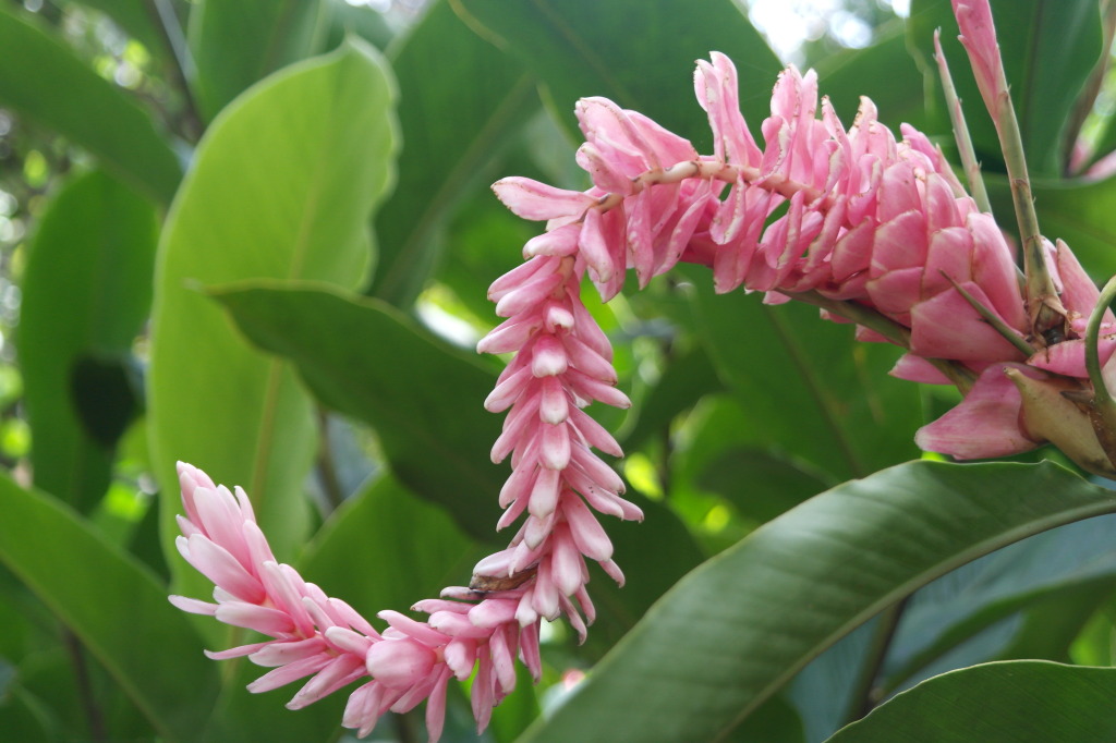 Maire Nui Gardens