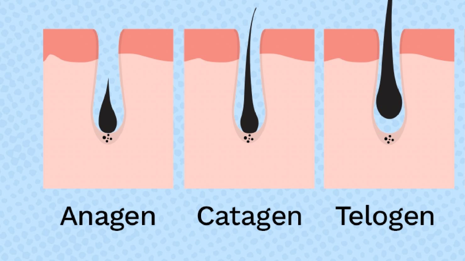 Understanding Eyebrow Hair Growth Cycles