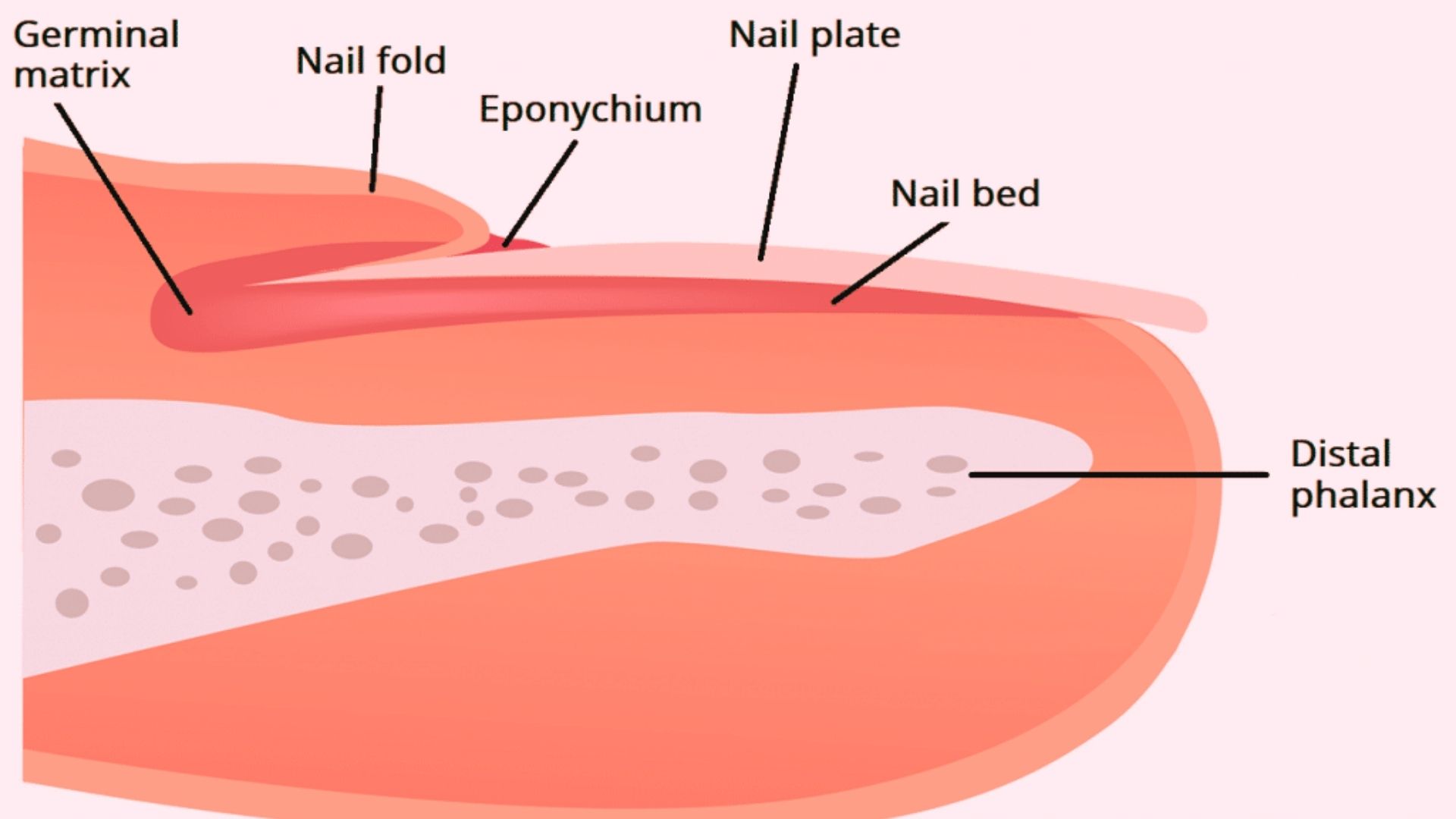 What Is the Nail Matrix and Its Role in Nail Growth?