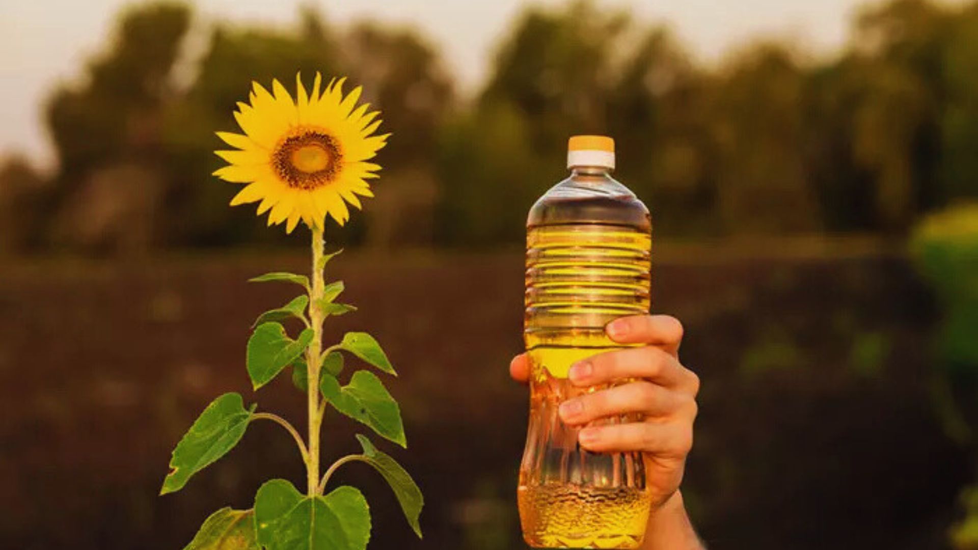 Sunflower oil bottle with a label highlighting its omega-3 fatty acids content, emphasizing its health benefits.