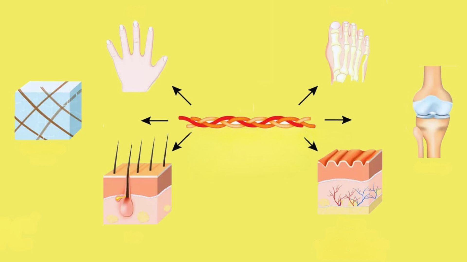 Diagram illustrating the various parts of the human body, labeled for educational purposes.