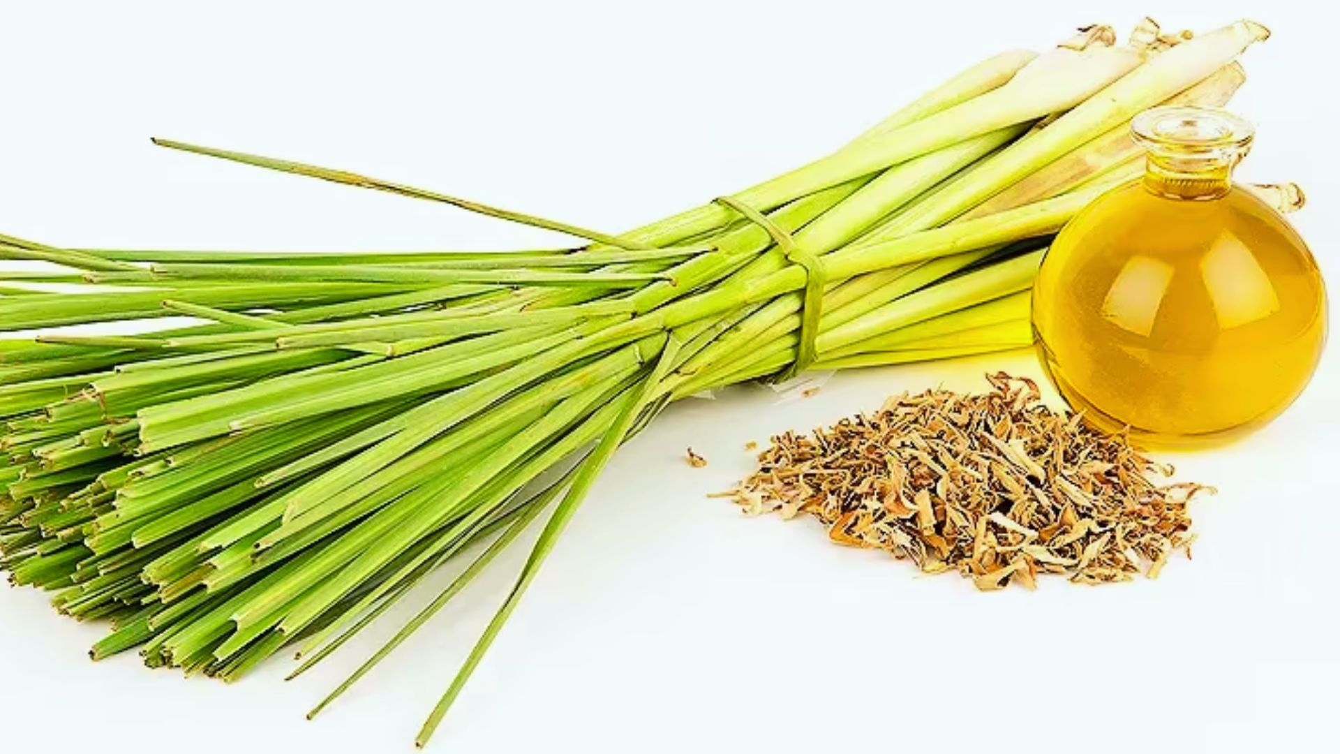 Bundle of fresh lemongrass tied together, a small pile of dried lemongrass, and a glass bottle of lemongrass oil on a white background.