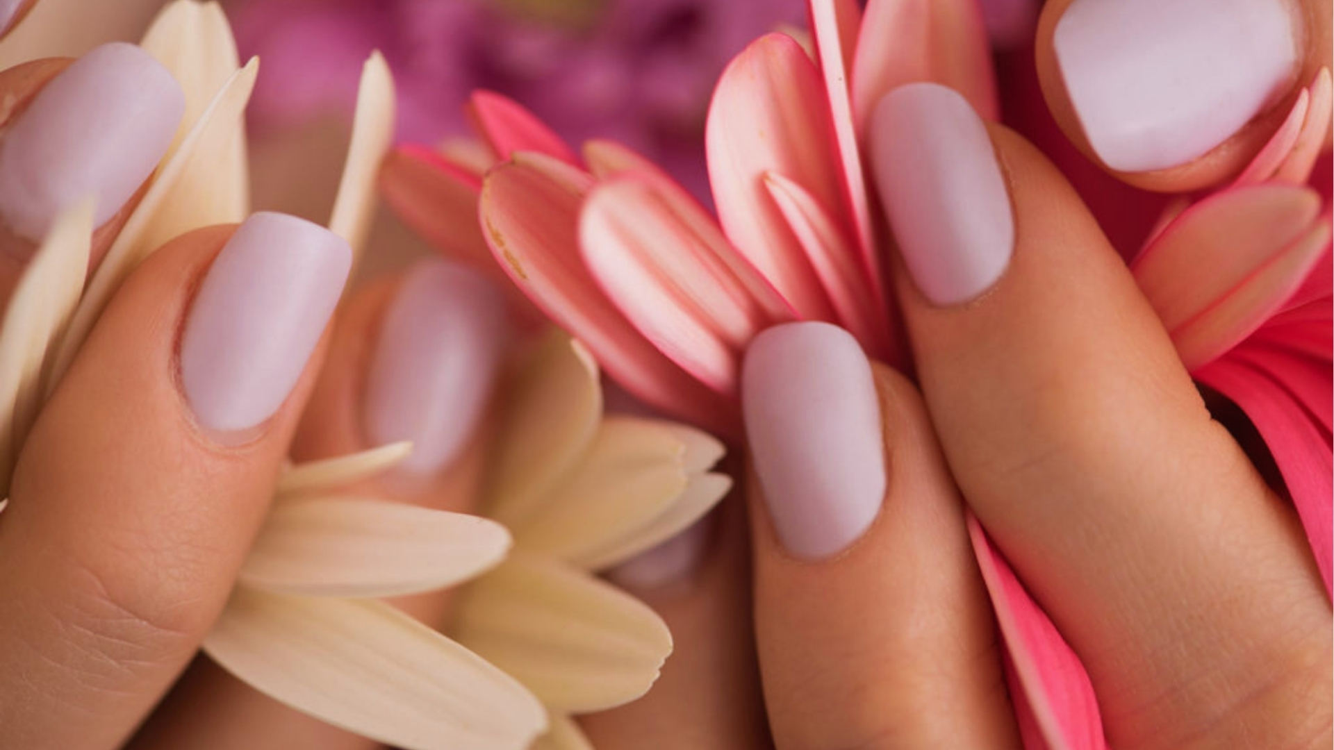 Close-up of hands with lavender manicured nails gently holding pastel pink and cream flowers. The image conveys elegance and tranquility.