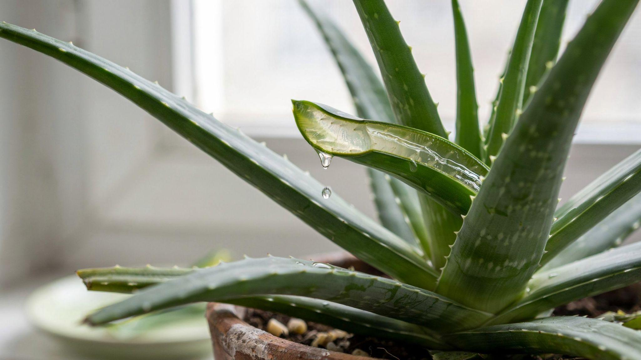 Close-up of aloe vera gel applied to darkened elbows in natural light, highlighting soothing skincare treatment for dryness and pigmentation